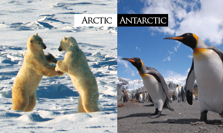 Différence entre l’arctique et l’antarctique