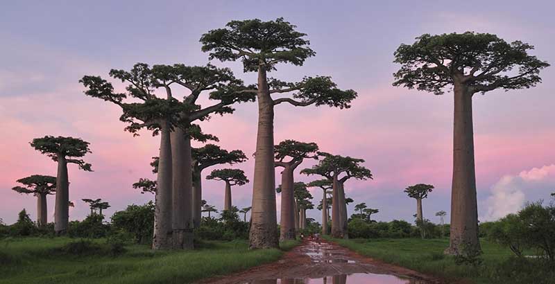 Visite de la Forêt Morondava - lors d'une croisière Madagascar