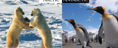 Différence entre l’arctique et l’antarctique